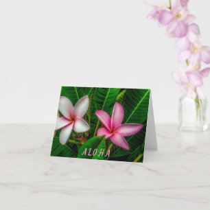 Plumerias i vitt och Rosa-märkt gratulationskort Kort