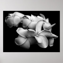 Plumerias in Black and White Poster