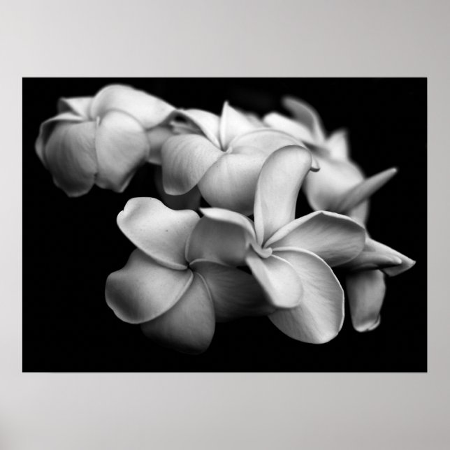 Plumerias in Black and White Poster (Framsidan)