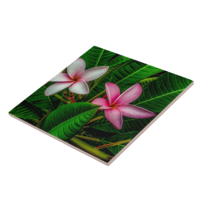 Plumerias in White and Rosa Ceramic Tile Kakelplatta (Sidan)