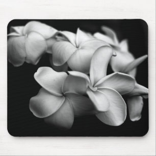Plumerias Musmatta