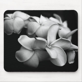 Plumerias Musmatta
