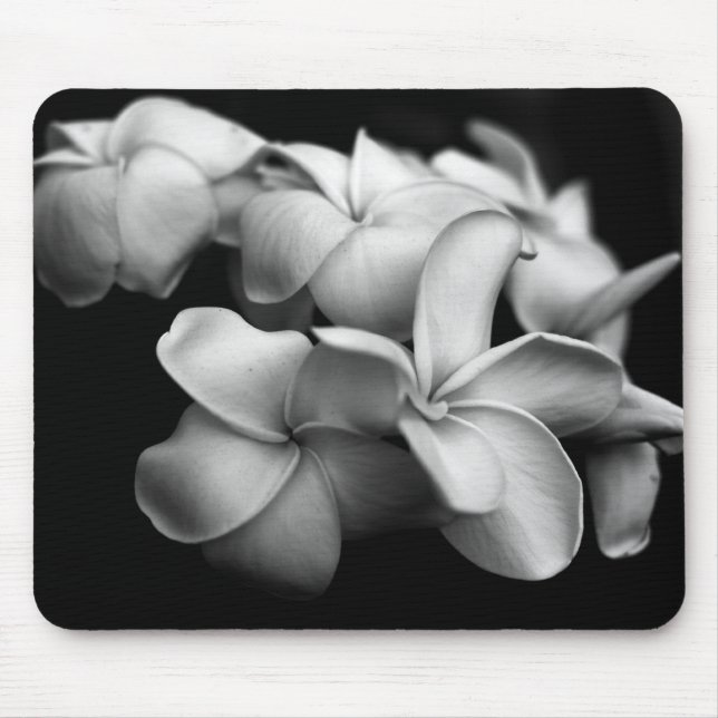 Plumerias Musmatta (Framsidan)