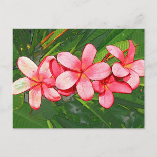 Plumerias Vykort