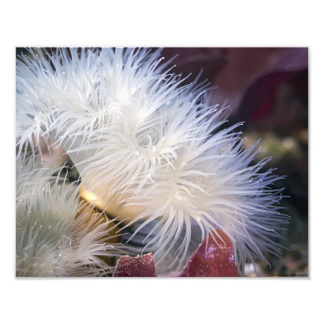 Plumose Anemone - bild av bran Fototryck (Framsidan)