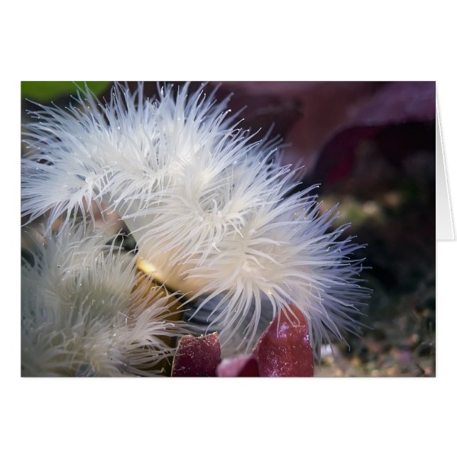 Plumose Anemone - kort (Framsidan Horizontal)