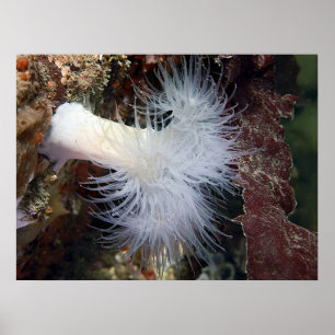 Plumose Anemone (Metridium farcimen) - Fin konst Poster