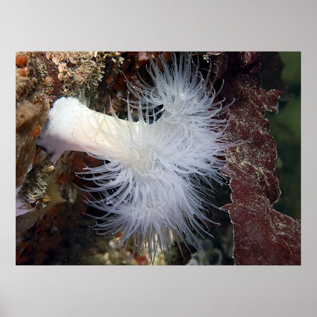 Plumose Anemone (Metridium farcimen) - Fin konst Poster (Framsidan)