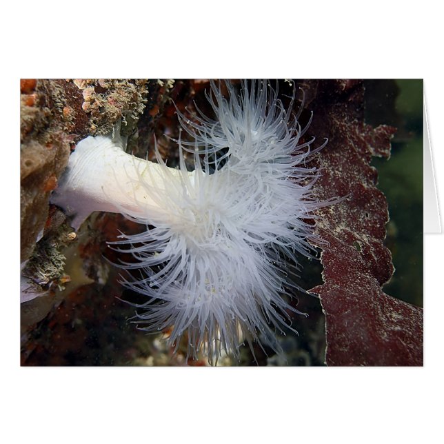 Plumose Anemone (Metridium farcimen) Hälsningskort (Framsidan Horizontal)