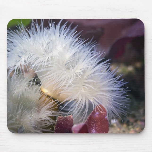 Plumose Anemone - Mousepad Musmatta (Framsidan)