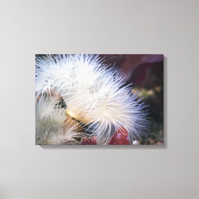 Plumose Anemone - Wrapped Canvas (Framsida)