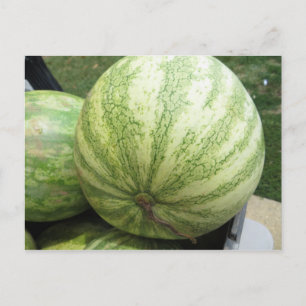 Plump Melon Vykort