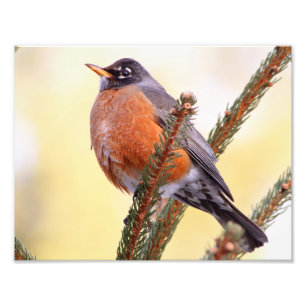 Plump Robin Fototryck