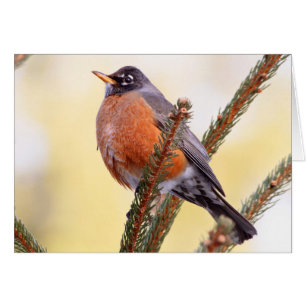 Plump Robin Hälsningskort