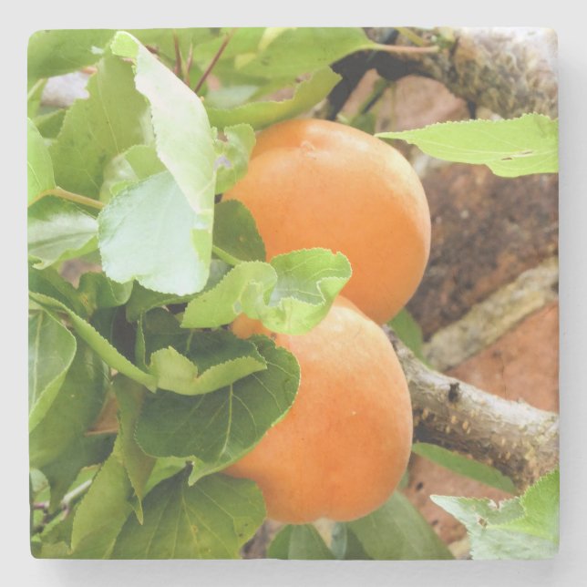 PLUMS STENUNDERLÄGG (Framsidan)