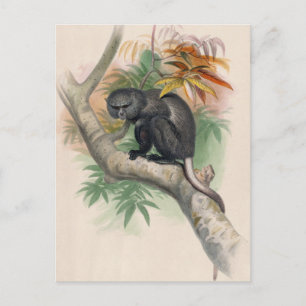 Pluto Monkey av Joseph Varg Vykort
