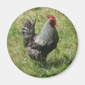 Plymouth Sten Chicken Magnet