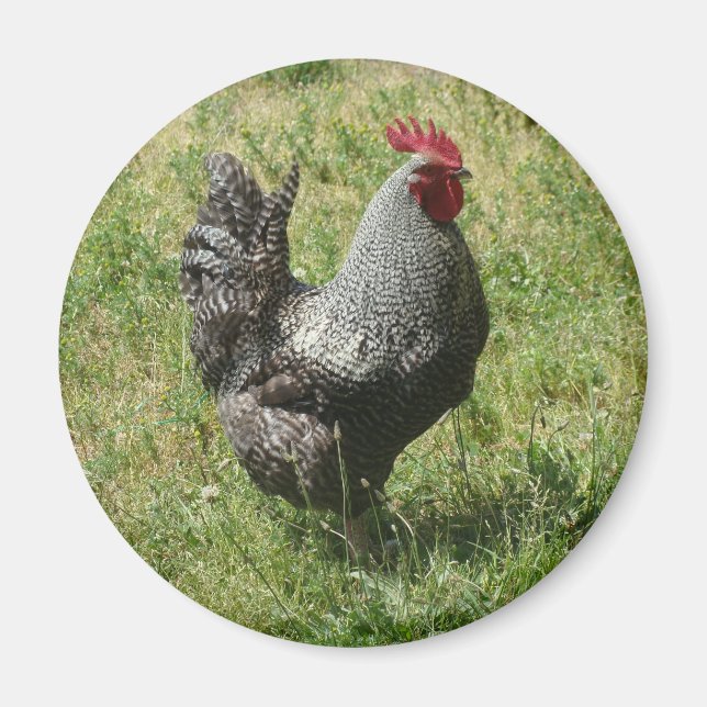 Plymouth Sten Chicken Magnet (Framsidan)