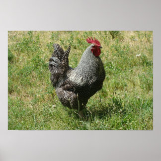 Plymouth Sten Chicken Poster