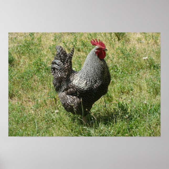 Plymouth Sten Chicken Poster (Framsidan)