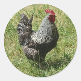 Plymouth Sten Chicken Runt Klistermärke