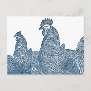 Plymouth Sten Chickens Antique Blue Tupp Hens Vykort