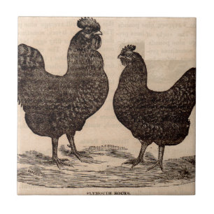 Plymouth Sten hen och tupp på 1800-talet Kakelplatta