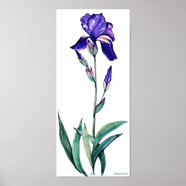 PMACarlson Elegant Iris Poster (Framsidan)