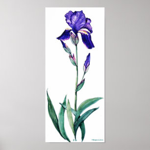 PMACarlson elegant Irisaffisch Poster
