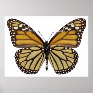 PNG-isolerad monarch-fjäril Poster