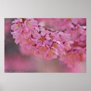 "Pnk Mist" Japanska Körsbärsblommor Affisch
