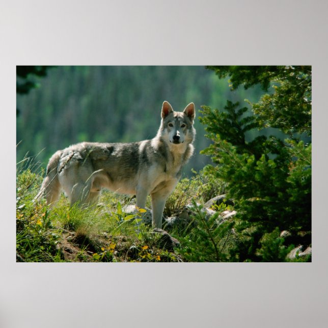 Poaster Poster (Framsidan)