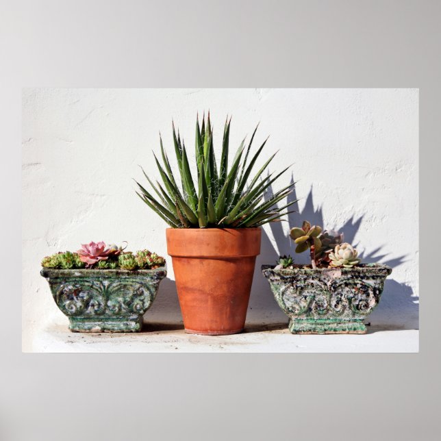 Pockade succulents poster (Framsidan)