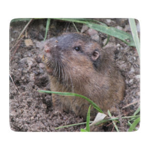 Pocket Gopher