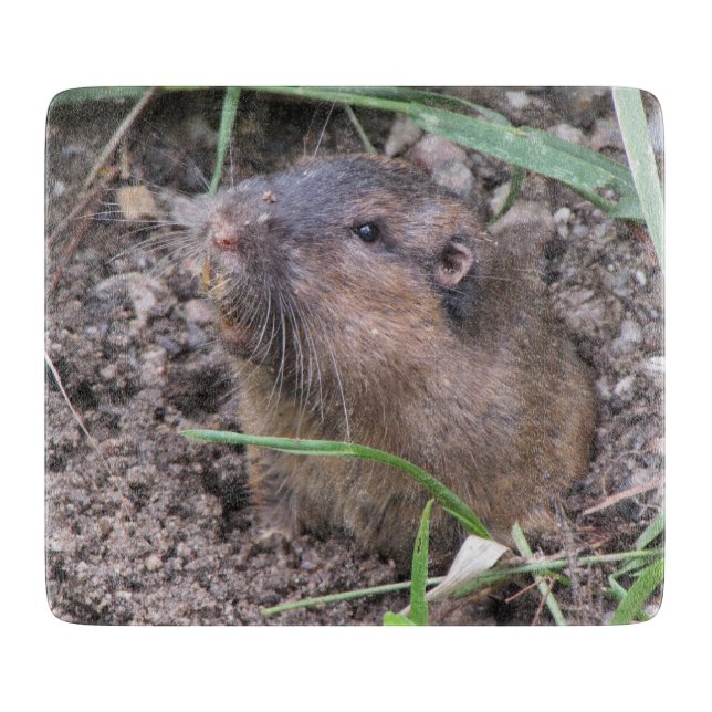 Pocket Gopher (Framsidan)