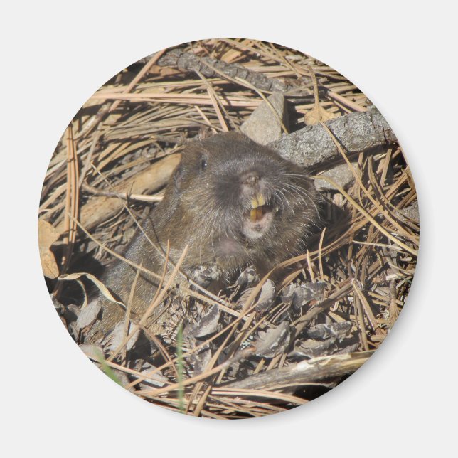 Pocket Gopher Magnet (Framsidan)