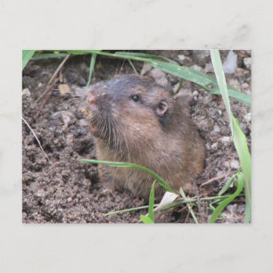 Pocket Gopher Vykort