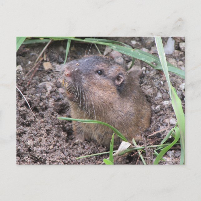 Pocket Gopher Vykort (Framsida)
