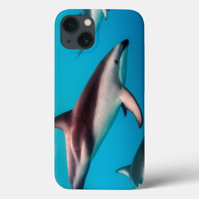 Pod av Dusky delfiner av av Kaikoura (Baksida)