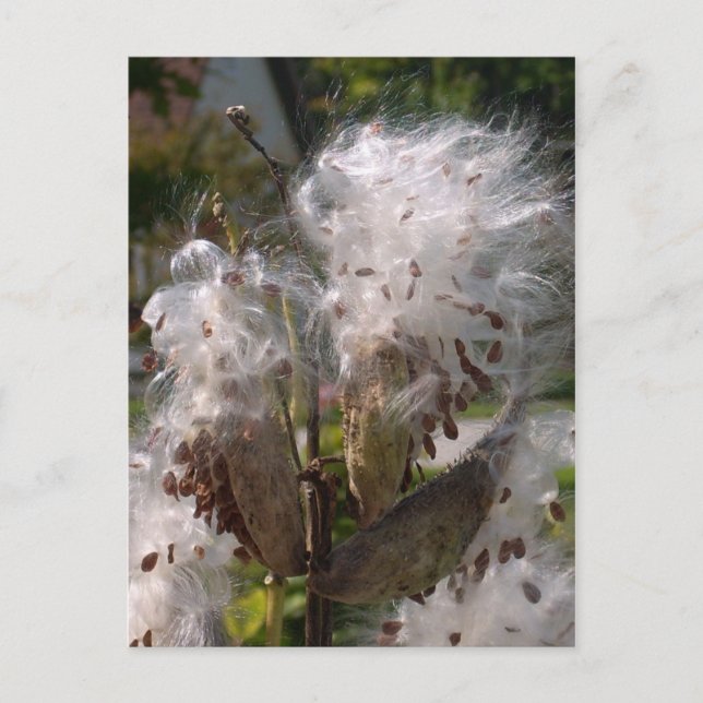 Pod Vykort (Framsida)