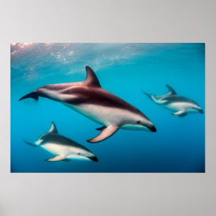 Poden Dusky Dolphins utanför Kaikoura Poster