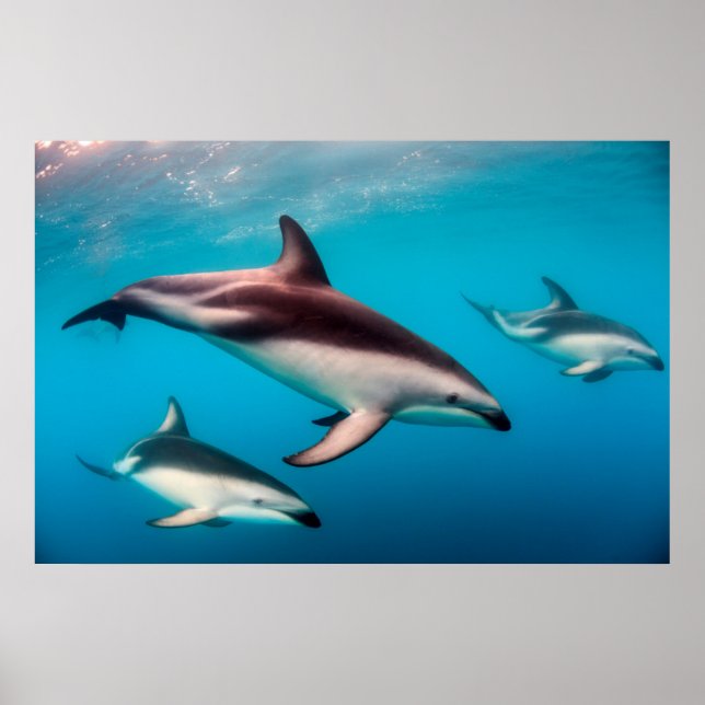 Poden Dusky Dolphins utanför Kaikoura Poster (Framsidan)