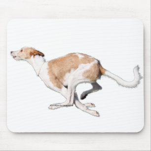 podenco musmatta