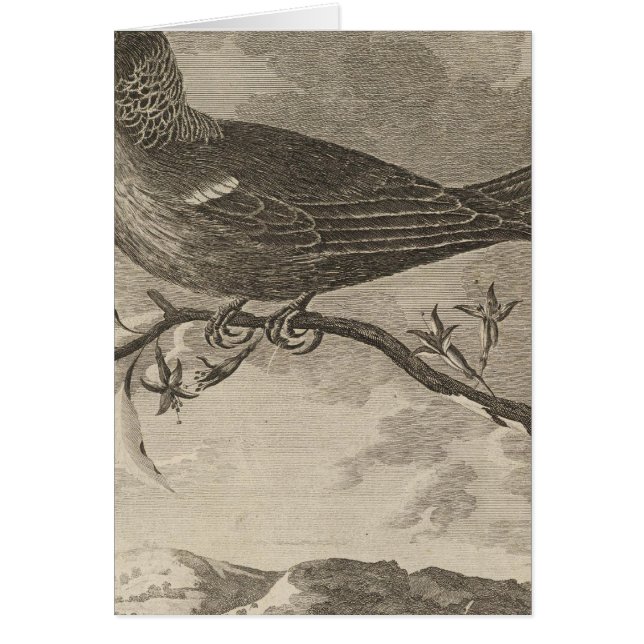 Poebird, Nya Zeeland Hälsningskort (Framsidan)