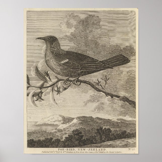 Poebird, Nya Zeeland Poster (Framsidan)