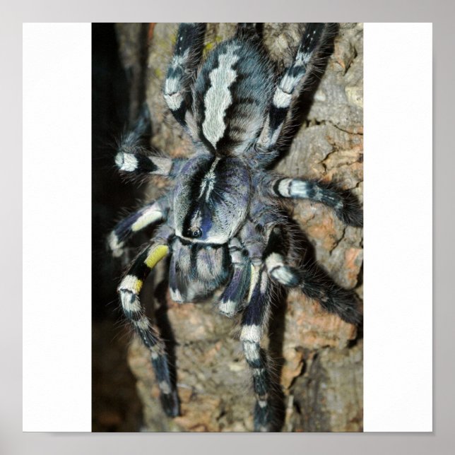 Poecilotheria regalis in fullt view poster (Framsidan)