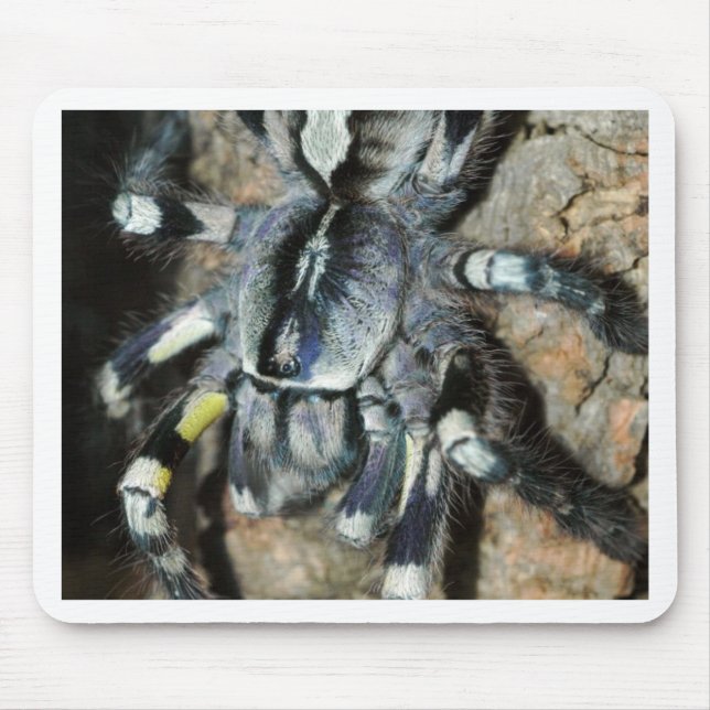 Poecilotheria regalis musmatta (Framsidan)