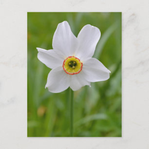 Poeticus Daffodil vykort