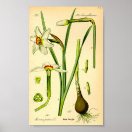 Poets avodil (Narcissus poeticus) Skriv ut Poster