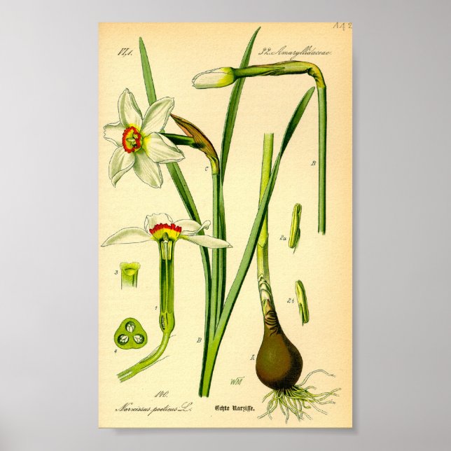 Poets avodil (Narcissus poeticus) Skriv ut Poster (Framsidan)